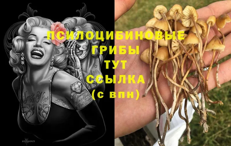 наркота  omg ONION  Галлюциногенные грибы MAGIC MUSHROOMS  сайты даркнета телеграм  Ладушкин 